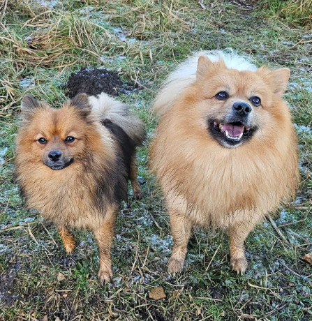 fluffy-pomeranian-puppies-big-0