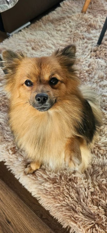fluffy-pomeranian-puppies-big-1