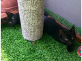 5-lovely-kittens-for-sale-small-2