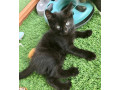 5-lovely-kittens-for-sale-small-0