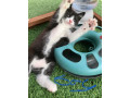 5-lovely-kittens-for-sale-small-1