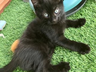 5-lovely-kittens-for-sale