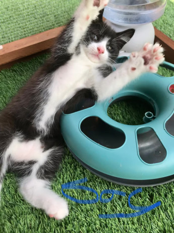 5-lovely-kittens-for-sale-big-1