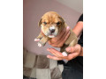 rottweiler-cane-corso-puppies-small-4