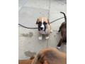 rottweiler-cane-corso-puppies-small-3