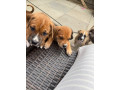 rottweiler-cane-corso-puppies-small-0
