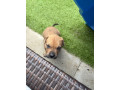 rottweiler-cane-corso-puppies-small-1