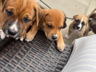 rottweiler-cane-corso-puppies