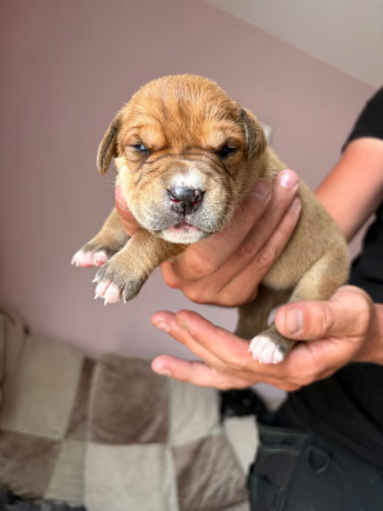 rottweiler-cane-corso-puppies-big-4