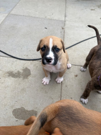 rottweiler-cane-corso-puppies-big-3