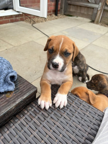 rottweiler-cane-corso-puppies-big-2