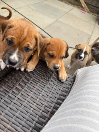 rottweiler-cane-corso-puppies-big-0