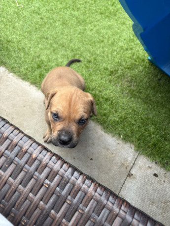 rottweiler-cane-corso-puppies-big-1
