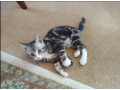 persian-himalayan-kittens-for-sale-small-0