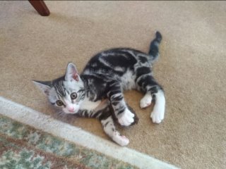 persian-himalayan-kittens-for-sale