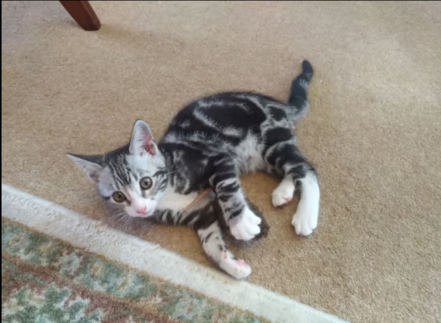 persian-himalayan-kittens-for-sale-big-0