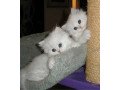 amazing-persian-kittens-small-0