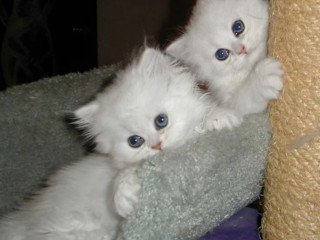amazing-persian-kittens