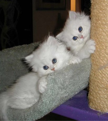 amazing-persian-kittens-big-0