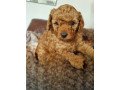 f1bb-cavapoo-puppys-for-sale-small-1