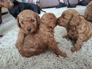 f1bb-cavapoo-puppys-for-sale