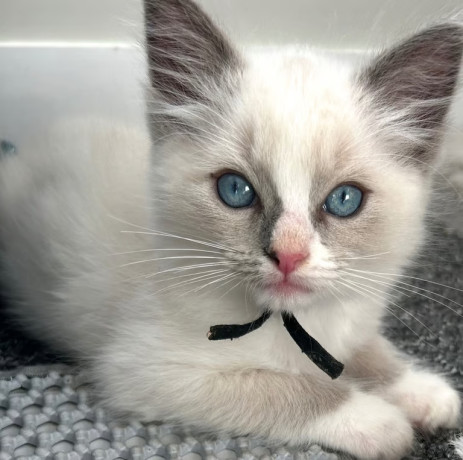 ragdoll-ready-now-big-0