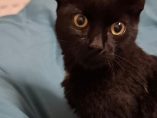 7-month-old-kitten-male