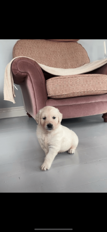 ikc-golden-retriever-pups-big-3
