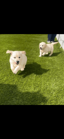 ikc-golden-retriever-pups-big-4