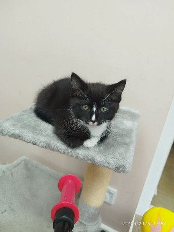 ragdoll-half-kitten-boy-big-1