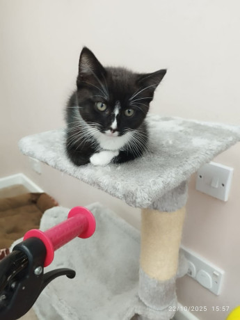 ragdoll-half-kitten-boy-big-2