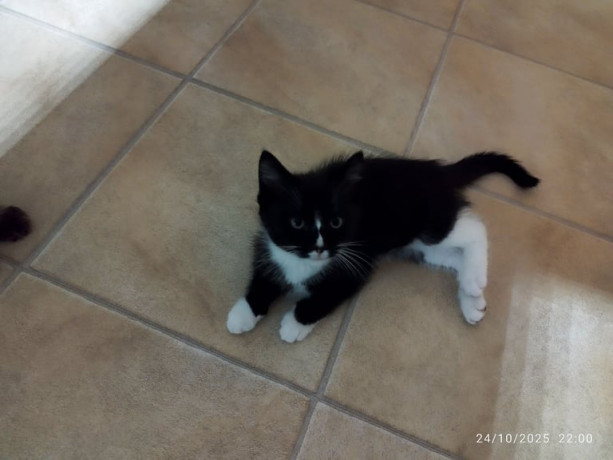 ragdoll-half-kitten-boy-big-4