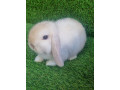 purebred-mini-lops-small-0
