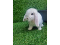 purebred-mini-lops-small-2