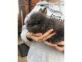 purebred-mini-lops-small-4