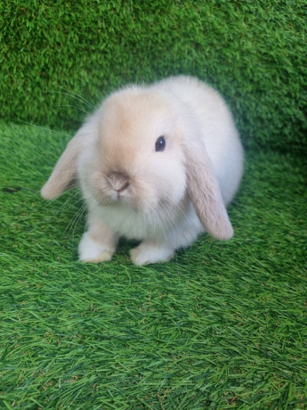 purebred-mini-lops-big-1