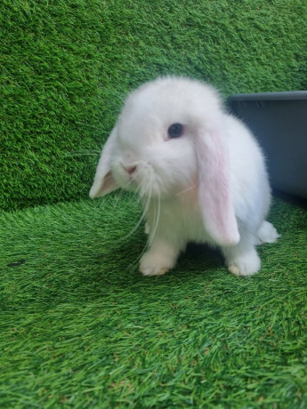 purebred-mini-lops-big-2