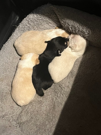 chihuahua-x-miniature-poodle-big-1