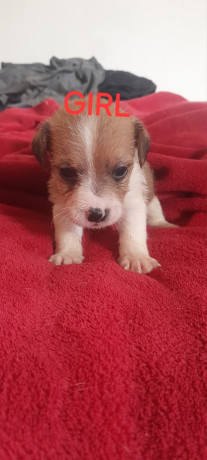 full-jack-russell-puppies-big-2