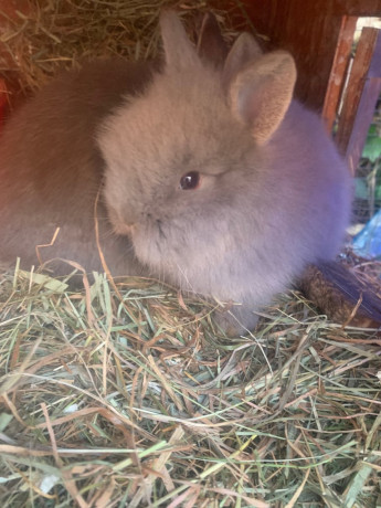 baby-lion-head-bunnies-ready-to-go-big-0