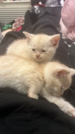 beautiful-kittens-big-1