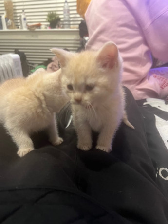 beautiful-kittens-big-2