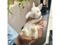 netherland-dwarf-bunnies-small-0