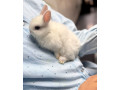netherland-dwarf-bunnies-small-1