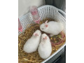 netherland-dwarf-bunnies-small-2