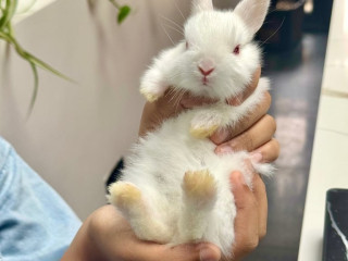 netherland-dwarf-bunnies