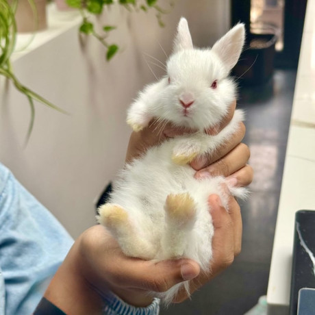 netherland-dwarf-bunnies-big-0