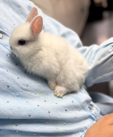 netherland-dwarf-bunnies-big-1