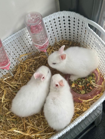 netherland-dwarf-bunnies-big-2