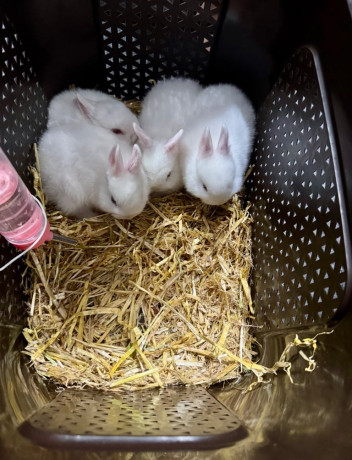 netherland-dwarf-bunnies-big-3